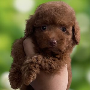 Siêu Phẩm Mũi Hồng Poodle Nâu Đỏ